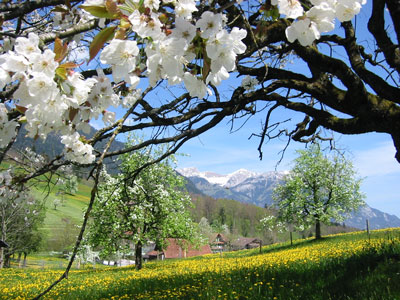Fruehling